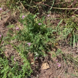 Erodium cicutarium at The Fair, Watson - 28 Feb 2024 12:41 PM