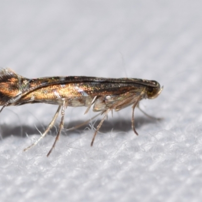 Conopomorpha heliopla (a Lizard Moth, Gracillariidae) by DianneClarke