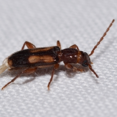 Adrium artifex (Longhorn beetle) at QPRC LGA - 25 Feb 2024 by DianneClarke