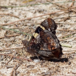 Vanessa itea at Point Hut Pond - 7 Feb 2024