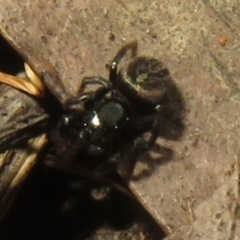 Salticidae (family) (Jumping spider) at Namadgi National Park - 26 Feb 2024 by Christine