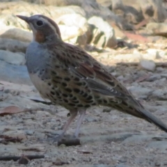 Cinclosoma punctatum (Spotted Quail-thrush) at Cotter River, ACT - 26 Feb 2024 by Christine