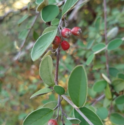 Cotoneaster glaucophyllus (Cotoneaster) at Cook, ACT - 28 Feb 2024 by sjl124