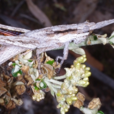 Orthoptera (order) at Chute, VIC - 31 Oct 2015 by WendyEM
