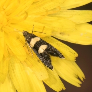 Glyphipterix chrysoplanetis at Taylor, ACT - 28 Feb 2024