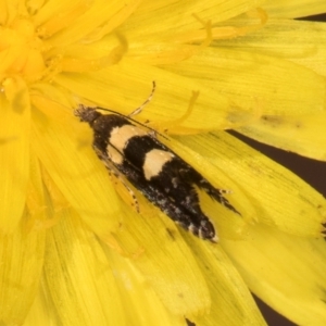 Glyphipterix chrysoplanetis at Taylor, ACT - 28 Feb 2024