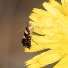 Glyphipterix chrysoplanetis at Taylor, ACT - 28 Feb 2024