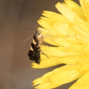 Glyphipterix chrysoplanetis at Taylor, ACT - 28 Feb 2024