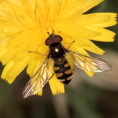 Simosyrphus grandicornis (Common hover fly) at Taylor Offset (TLR) - 28 Feb 2024 by kasiaaus