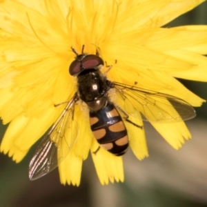 Simosyrphus grandicornis at Taylor, ACT - 28 Feb 2024