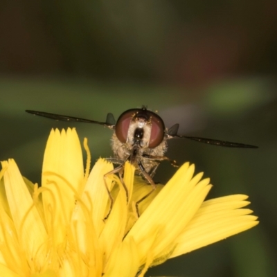 Syrphini sp. (tribe) (Unidentified syrphine hover fly) at Taylor Offset (TLR) - 28 Feb 2024 by kasiaaus