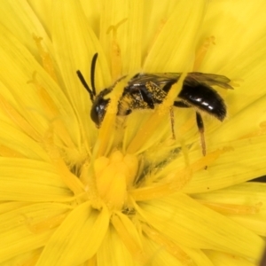 Leioproctus sp. (genus) at Taylor Offset (TLR) - 28 Feb 2024