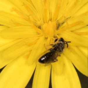 Leioproctus sp. (genus) at Taylor Offset (TLR) - 28 Feb 2024