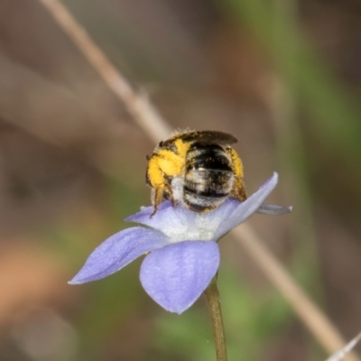 Lasioglossum (Chilalictus) sp. (genus & subgenus) (Halictid bee) at Taylor, ACT - 28 Feb 2024 by kasiaaus