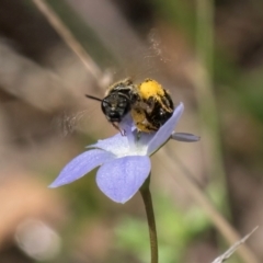 Lasioglossum (Chilalictus) sp. (genus & subgenus) at Taylor Offset (TLR) - 28 Feb 2024