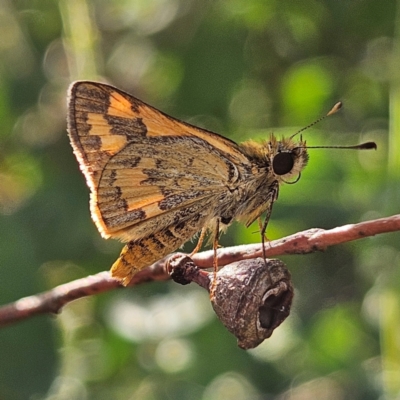 Ocybadistes walkeri (Green Grass-dart) at Kambah, ACT - 28 Feb 2024 by MatthewFrawley