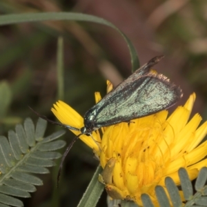 Pollanisus (genus) at Taylor, ACT - 28 Feb 2024