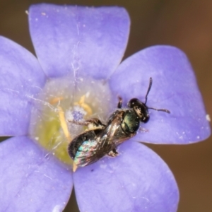 Lasioglossum (Homalictus) urbanum at Taylor, ACT - 28 Feb 2024