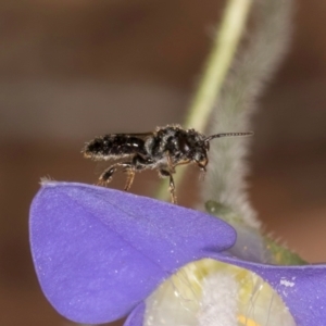 Lasioglossum (Homalictus) sphecodoides at Taylor, ACT - 28 Feb 2024