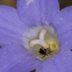 Lasioglossum (Homalictus) sphecodoides at Taylor, ACT - 28 Feb 2024