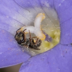 Lasioglossum (Homalictus) urbanum (Furrow Bee) at Taylor Offset (TLR) - 28 Feb 2024 by kasiaaus