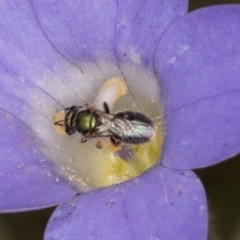 Lasioglossum (Homalictus) urbanum at Taylor, ACT - 28 Feb 2024