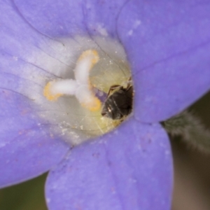 Lasioglossum (Homalictus) urbanum at Taylor, ACT - 28 Feb 2024