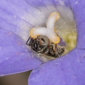 Lasioglossum (Homalictus) urbanum at Taylor, ACT - 28 Feb 2024