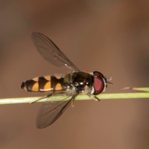 Simosyrphus grandicornis at Taylor, ACT - 28 Feb 2024 12:43 PM