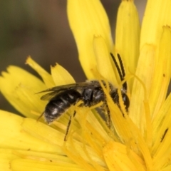 Lasioglossum (Chilalictus) sp. (genus & subgenus) at Taylor, ACT - 28 Feb 2024 12:45 PM