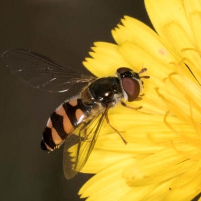 Syrphini sp. (tribe) (Unidentified syrphine hover fly) at Taylor Offset (TLR) - 28 Feb 2024 by kasiaaus