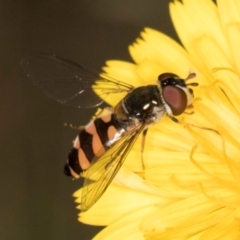 Syrphini sp. (tribe) at Taylor Offset (TLR) - 28 Feb 2024