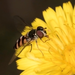 Syrphini sp. (tribe) at Taylor Offset (TLR) - 28 Feb 2024