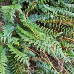 Pellaea calidirupium at Molonglo River Reserve - 28 Feb 2024