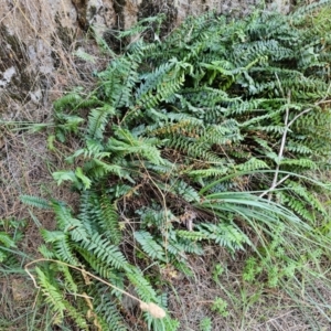 Pellaea calidirupium at Molonglo River Reserve - 28 Feb 2024