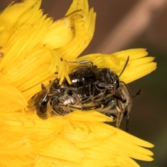 Lasioglossum (Chilalictus) lanarium at Taylor, ACT - 28 Feb 2024 by kasiaaus