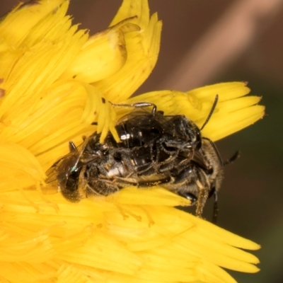 Lasioglossum sp. (genus) (Furrow Bee) at Taylor, ACT - 28 Feb 2024 by kasiaaus