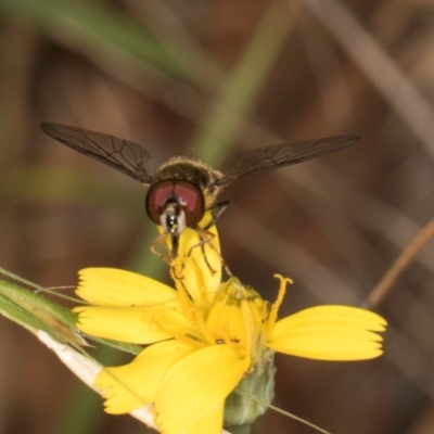 Syrphini (tribe) (Unidentified syrphine hover fly) at Taylor, ACT - 28 Feb 2024 by kasiaaus
