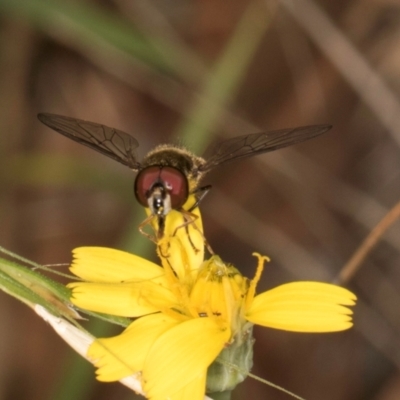 Syrphini sp. (tribe) (Unidentified syrphine hover fly) at Taylor Offset (TLR) - 28 Feb 2024 by kasiaaus