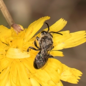 Lasioglossum (Chilalictus) sp. (genus & subgenus) at Taylor, ACT - 28 Feb 2024