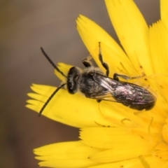 Lasioglossum (Chilalictus) sp. (genus & subgenus) at Taylor, ACT - 28 Feb 2024