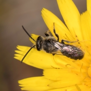 Lasioglossum (Chilalictus) sp. (genus & subgenus) at Taylor Offset (TLR) - 28 Feb 2024