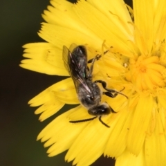 Lasioglossum (Chilalictus) sp. (genus & subgenus) at Taylor, ACT - 28 Feb 2024