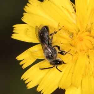 Lasioglossum (Chilalictus) sp. (genus & subgenus) at Taylor Offset (TLR) - 28 Feb 2024