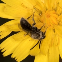 Lasioglossum (Chilalictus) sp. (genus & subgenus) at Taylor, ACT - 28 Feb 2024