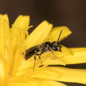 Leioproctus sp. (genus) at Taylor, ACT - 28 Feb 2024