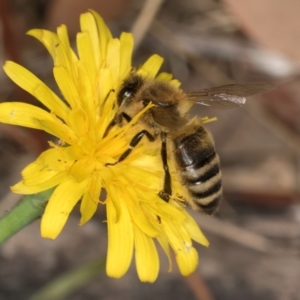 Apis mellifera at Taylor, ACT - 28 Feb 2024