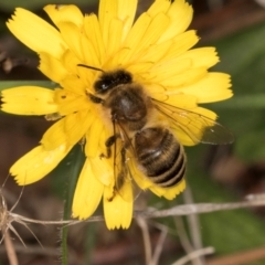 Apis mellifera at Taylor, ACT - 28 Feb 2024