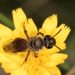 Lasioglossum (Parasphecodes) sp. (genus & subgenus) at Taylor, ACT - 28 Feb 2024