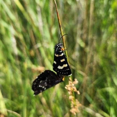 Phalaenoides tristifica (Willow-herb Day-moth) at Namadgi National Park - 28 Feb 2024 by Otford